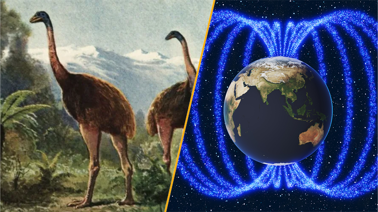 Split image showing an illustration of the giant moa and Earth&#039;s magnetic field.